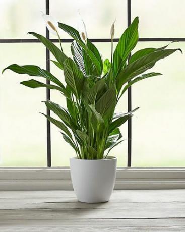 Rauha Lily Planter