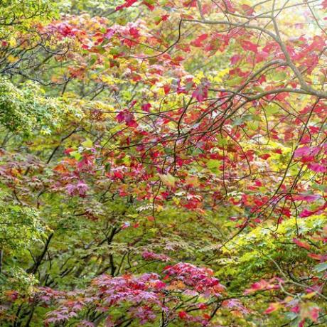 eloisa punainen syksyn lehtien väri muuttuu japanilaisilla vaahterapuilla acersilla pehmeässä auringonpaisteessa