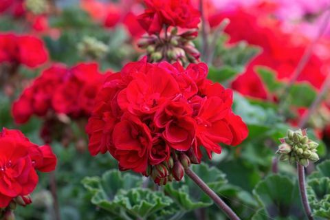 Geranium - alk. 1,99 € - Wyevale Garden Centers