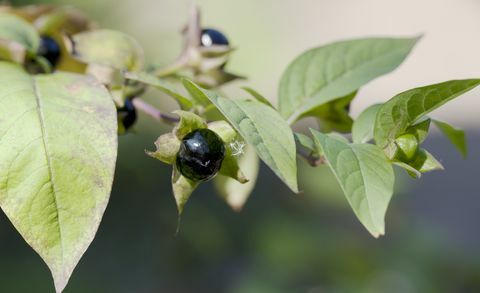 Tappava yönahka (Atropa bella-donna) marja