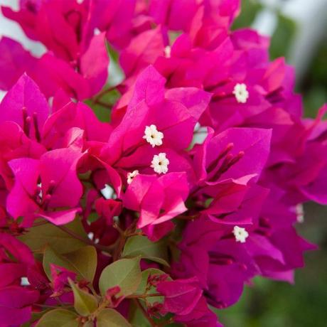 Bougainvillea 