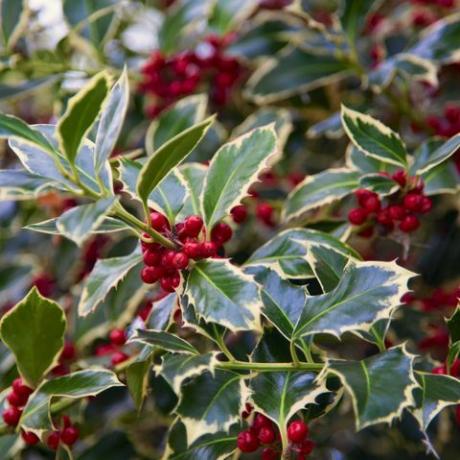 joulupuutarhakoristeet, holly hedelmillä ilex aquifolium yksityiskohta tämän tyypillisen joulukuusen punaisista hedelmistä ulkona