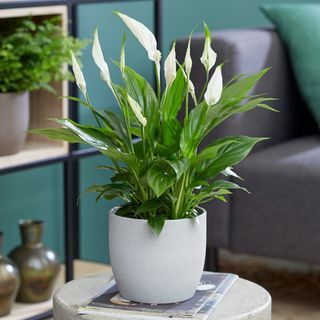 50cm Peace Lily | Spathiphyllum | 13cm ruukku | Kasvien teorian mukaan