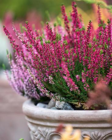 kanerva, calluna vulgaris, kukkaruukussa, syksy puutarhassa, valikoiva fokus ja matala dof