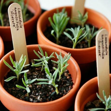 f4t3gp laventeli lavandula angustifolia hidcote-tarjotin valmiita pistokkaita