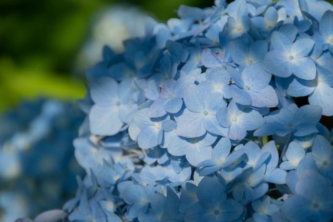 vaaleansininen hortensia auringonvalossa