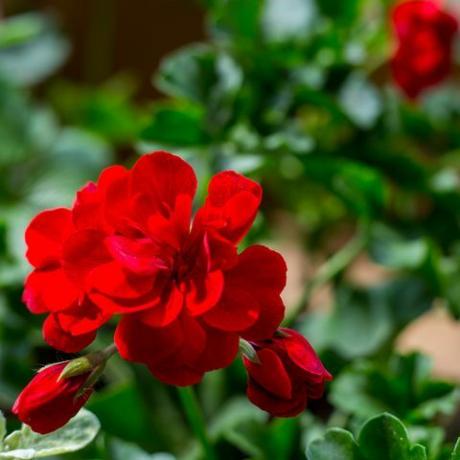 pelargoniumkasvi, jossa tummanpunaiset kukat, luonnollinen antiseptinen kasvi, joka puhdistaa ilman lähikuvan pelargonium peltatum -lehdet, jotka tunnetaan CSS-geraniumina, valikoiva tarkennus