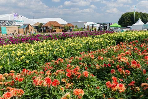 Dahliat RHS Tatton Park -kukkanäyttelyssä 2019