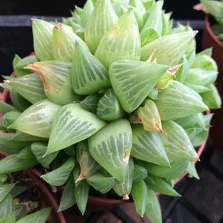 Läpikuultava truncata 