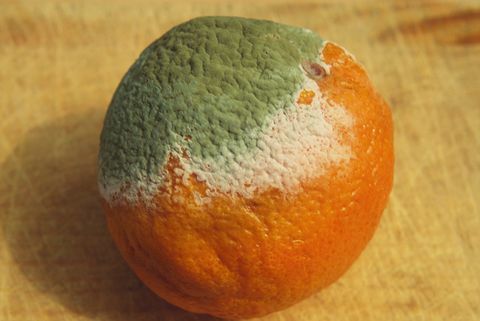 Muotti (Penicillium chrysogenum) kasvaa oranssilla, ja siinä näkyy valkoinen steriili sienseeli ja sininen konsidiaalinen sieni.