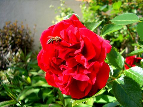 Mehiläinen lähellä punaista ruusua