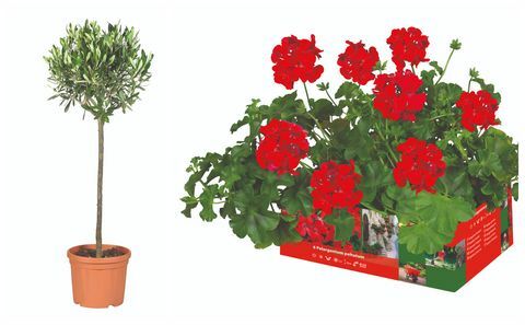 Lidl-oliivipuu ja Pelargonium peltatum