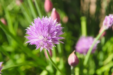 Ruohosipuli (Allium schoenoprasum) kukissa