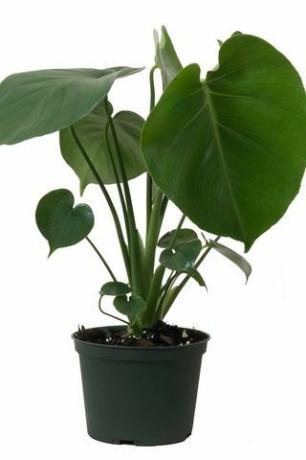 Monstera Deliciosa, 6 "potti