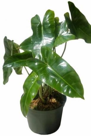 " Burle Marx" Philodendron 