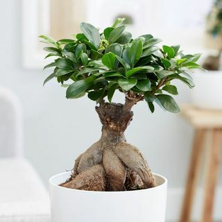 Ficus microcarpa " Ginseng"