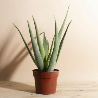 Aloe Veran ruukkukasvi