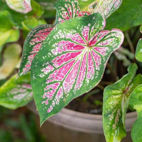 kaunis caladium bicolor tai lehtikasvien kuningatar