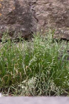 runsas rönsyilevä ruoho poaceae-perheessä, joka kukkii seinää vasten Britannian maaseudulla