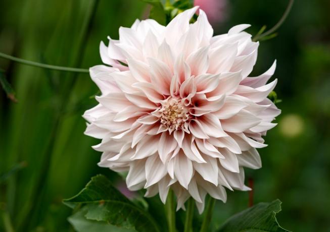 dahlia 'cafe au lait' -kasvi, joka kasvaa kesämökin puutarhassa