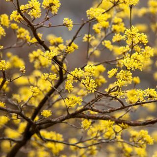 Cornus Mas