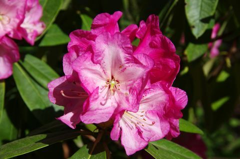 Vaaleanpunaiset rododendronkukki kukkivat