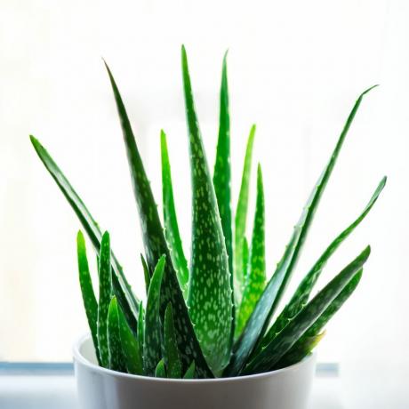 aloe vera kasvi valkoisessa kukkaruukussa