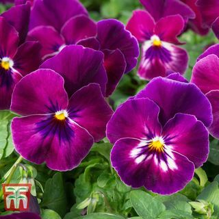 Pansy " Coolwave Raspberry"