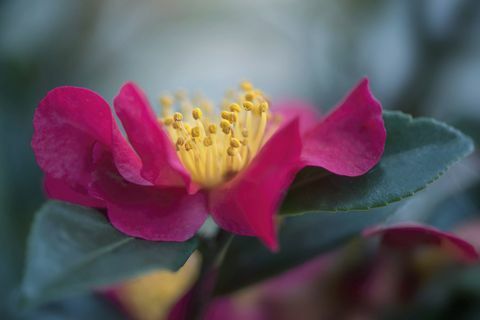 Deep Pink Camellia -kukka