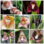 Nämä harvinaiset orkideat näyttävät apinan kasvolta, ja siemeniä voi ostaa