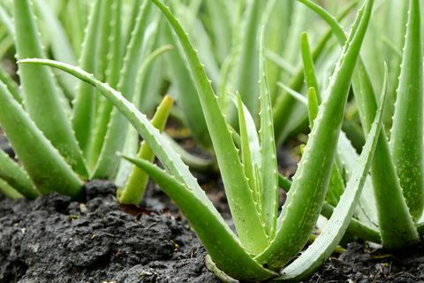 Aloe Vera Kasvien kasvu tilalla