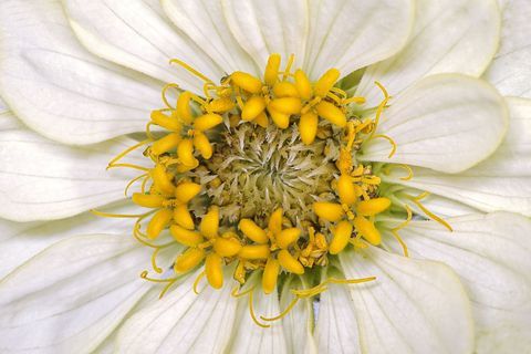 Zinnia elegans zahara 'valkoinen' kukka