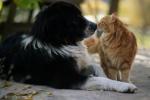 Rakastavatko kissat tai koirat sinua enemmän - kuinka kissat ja koirat tuntevat rakkautta