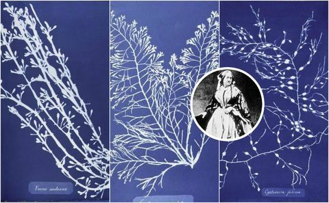 Anna Atkinsin kasvitieteelliset vedokset: Valokuvia brittiläisistä leväistä: Syanotyyppiset vaikutelmat (1843)