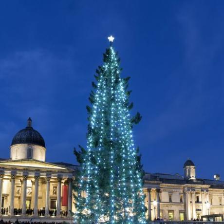 vuosittainen valtava joulukuusi kansallisgallerian edessä trafalgar square, lontoo, uk