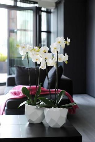Orkideat - kansainvälinen orkidean päivä