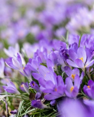 kirkkaan violetit ja valkoiset krookuksen kukat metsälattialla selvä merkki keväästä on matkalla koko metsän kerros muuttuu pieniksi ja erittäin herkäksi värikkäiksi kukiksi