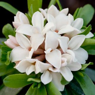 Daphne × transatlantica ikuinen tuoksu ('Blafra')
