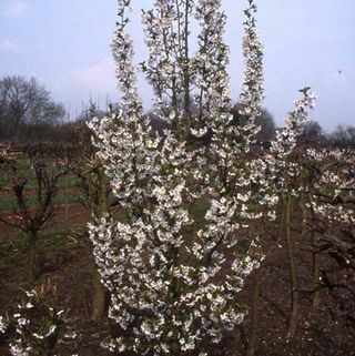 Prunus Snow Goose kirsikankukka puu