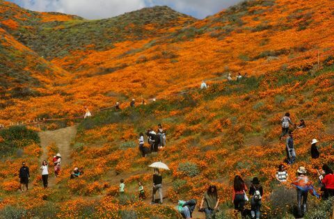 Märkä talvisää tuo villikukkien "Super Bloom" Kaliforniaan