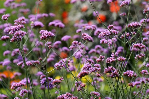 verbena bonariensis -puutarhakasvi, ihanteellinen astioille