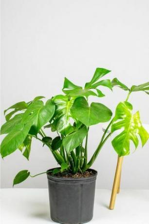 Monstera Deliciosa, 10 "potti