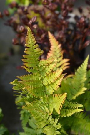 syksyn saniainen latinalainen nimi dryopteris erythrosora