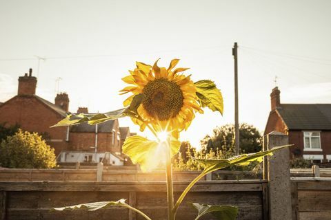 Puutarha auringonkukka puutarha auringonlaskun aikaan