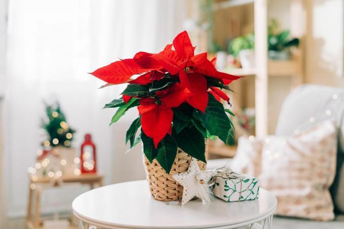 kaunis joulutähti pajuruukussa, lahjoja ja tilaa tekstille sumealla lomakoristetaustalla perinteinen joulutähti kukka