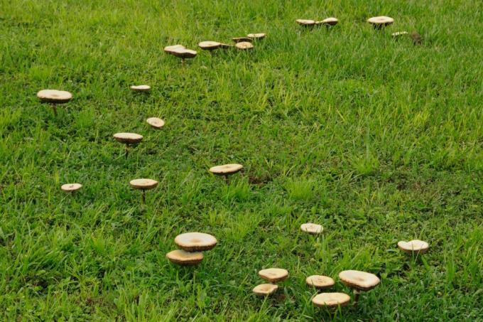 kuinka lopettaa sienet pihalla