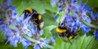 Kuinka voimme pelastaa ihmiskunnan sokerin ja veden sekoituksella - pelasta mehiläiset