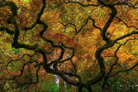 kauniit syksyiset maisemat: japanilainen puutarhapuu, portland, oregon