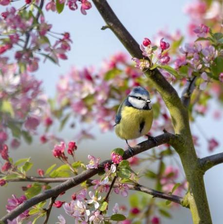 lähikuva kuva eurasian sininen tiainen malus 'floribunda' rapu omenapuun kukalla sinistä taivasta vasten