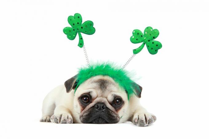 fawn mopsi pentu yllään st patricks day -panta valkoisella pohjalla